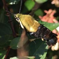 Profile Picture of Lisa Hoberg (@lisa-hoberg-1) on Quora