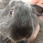 Profile Picture of Joel Kardonski (@bedewdarabbit) on Instagram