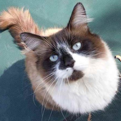 Profile Picture of Sharon Petit (@ZenCatLady) on Twitter