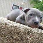 Profile Picture of Bentley KinKade (@bentley.pit) on Instagram