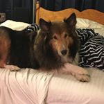 Profile Picture of Ian Mayhew (@the_traveler290) on Instagram