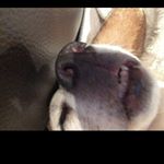 Profile Picture of Dominique Black (@thecrazydoglady935) on Instagram