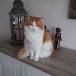 Profile Picture of Suzanne De Schutter (@suzannedeschutter) on Instagram