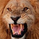 Profile Picture of Lion (@daniel.l.bright) on Instagram