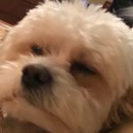 Profile Picture of Travis Smoak (@travismoak) on Instagram