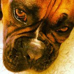 Profile Picture of Carlos Rufus Chicão Pennington (@refugiodogatao) on Instagram