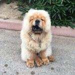 Profile Picture of Richard (@richardthechowchow) on Instagram