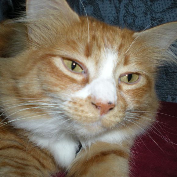 Profile Picture of Toby Cantine (@kitty1cat) on Poshmark