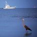 Profile Picture of Marion Laney (@dauphinisland) on Pinterest