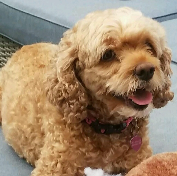 Profile Picture of Brigitte Kiledjian (@brigitte711) on Poshmark