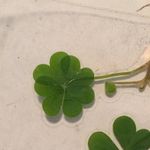 Profile Picture of Sean Snow (@snowingout66) on Instagram