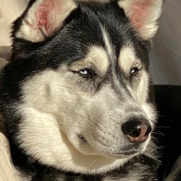 Profile Picture of Tony Larason (@tlarason85) on Poshmark