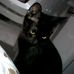 Profile Picture of Chloe Da Persian (@chloe.dapersian) on Facebook