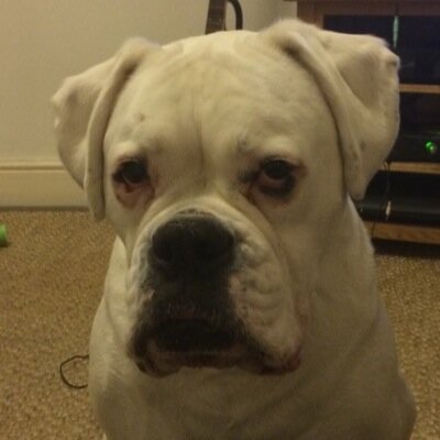 Profile Picture of Ian Gifford (@iangifford2) on Twitter