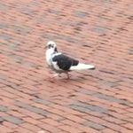 Profile Picture of Bobby Pigeon (@bobbyjuniorboston) on Instagram