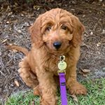 Profile Picture of Penny (Penelope Tinkerbell) (@my_little_penny_doodle) on Instagram