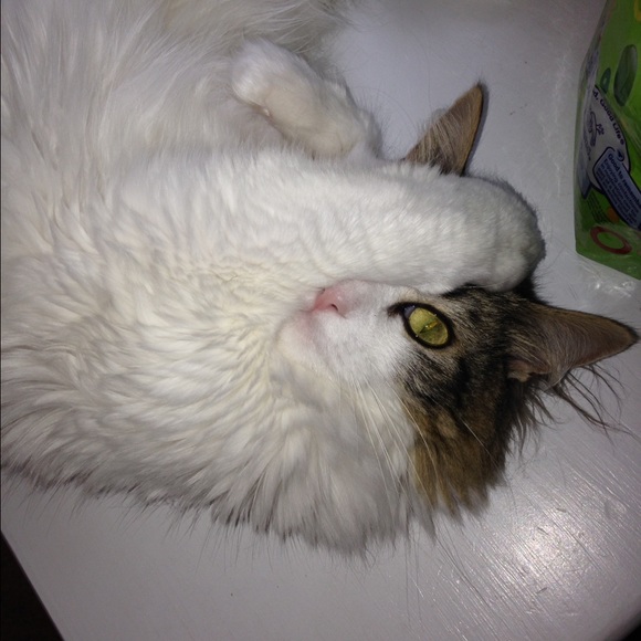 Profile Picture of Holly Steckling (@hollys3790) on Poshmark