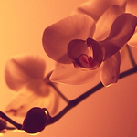 Profile Picture of Ramakrishna Gutta (@gutta creation) on Flickr