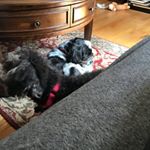 Profile Picture of Reidcecilefranklin (@reidcecilefranklin83) on Instagram