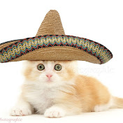 Profile Picture of Sean Lenihan (@Hawkemom) on Youtube