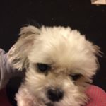 Profile Picture of Peter (@pedromacchiato) on Instagram