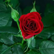 Profile Picture of Balaji Jallipalli (@Jbalaji) on Youtube