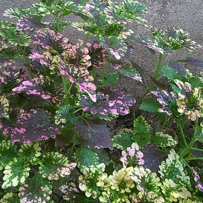 Profile Picture of Lorena Chicas (@Margarita0707) on Twitter