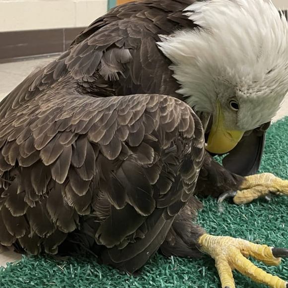 Profile Picture of Buddy Griser (@buddygriser) on Poshmark