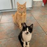 Profile Picture of Milo & Jake 🐾 (@milo.n.jake) on Instagram