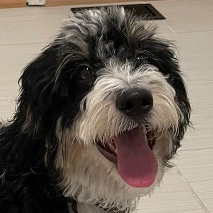 Profile Picture of Godfrey Wen (@farminvanbrewin) on Tiktok