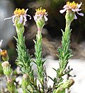 Profile Picture of Felicia canaliculataon Wikipedia