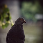 Profile Picture of Tim Abraham (@tim a22) on Flickr
