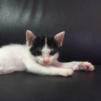 Profile Picture of YA TING TSENG (@Love19911125) on Twitter