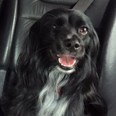 Profile Picture of Hazel Eyes (@hazelbrunette) on Twitter