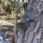 Profile Picture of Bryan McMurray (@sonofmurray) on Instagram