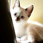 Profile Picture of marshal moreno (@marshal.moreno) on Instagram