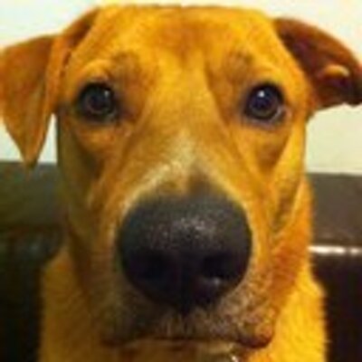 Profile Picture of Matt Behrendt (@behrendtnyc) on Twitter