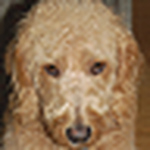 Profile Picture of Michael Levine (@Michael W Levine) on Flickr