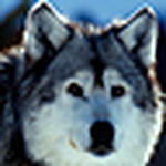 Profile Picture of Scott Allaire (@scott allaire) on Flickr