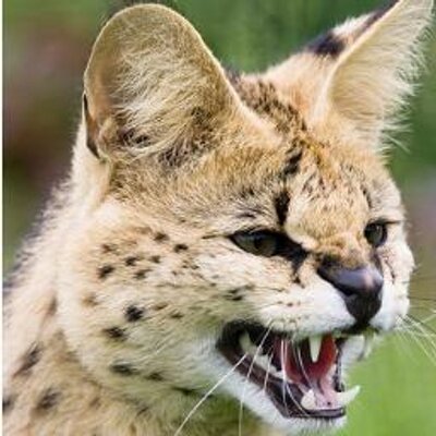 Profile Picture of Chris Daws (@ChrisDaws39) on Twitter