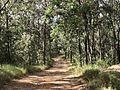 Profile Picture of Spicers Gap Roadon Wikipedia