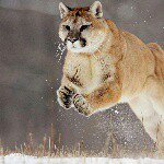 Profile Picture of Bob Owen (@bobowenismyname) on Instagram