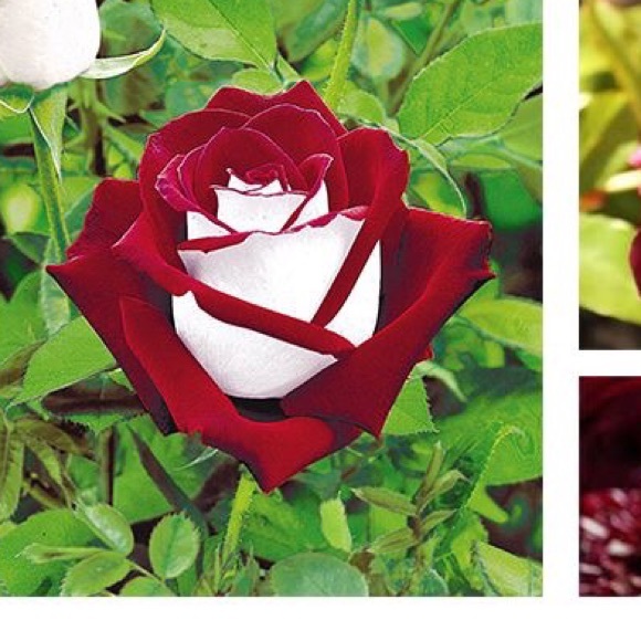 Profile Picture of Adriana Resendiz (@nana454) on Poshmark