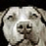 Profile Picture of Eric O'brien (@dogs_who_found_us) on Flickr