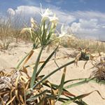 Profile Picture of david quattrocchi (@davidquattrocchi7777) on Instagram