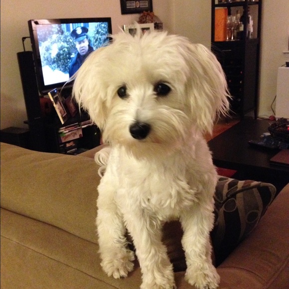 Profile Picture of Jessica Peretta (@jhperetta) on Poshmark