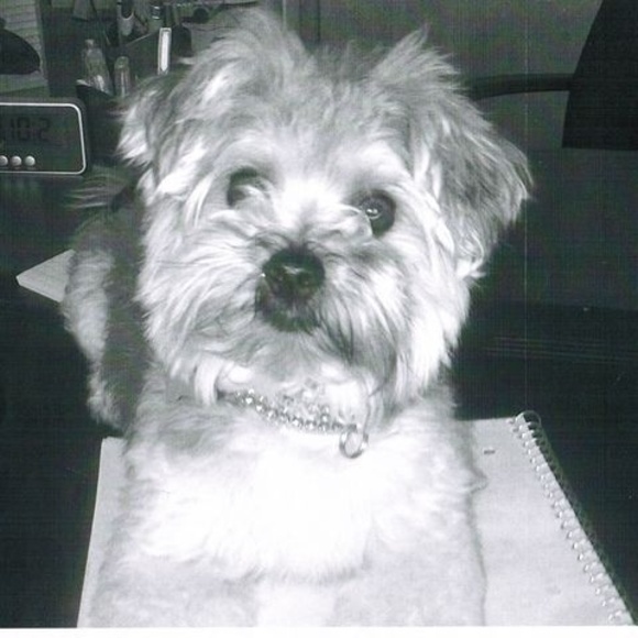 Profile Picture of Lucie guy Marceau blanchette (@guylucie) on Poshmark