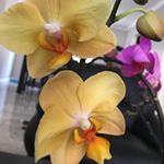 Profile Picture of Nora Nguyen (@nora.ng) on Instagram