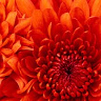 Profile Picture of Felicia Basagoitia (@felicia-basagoitia) on Quora