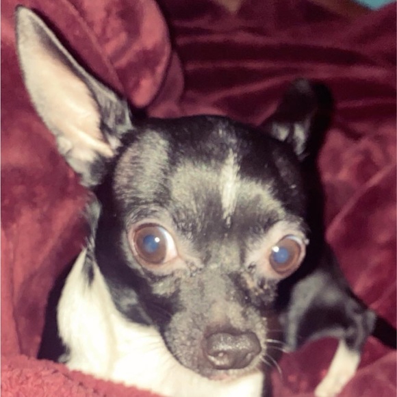 Profile Picture of Alex Rico (@rico67853) on Poshmark